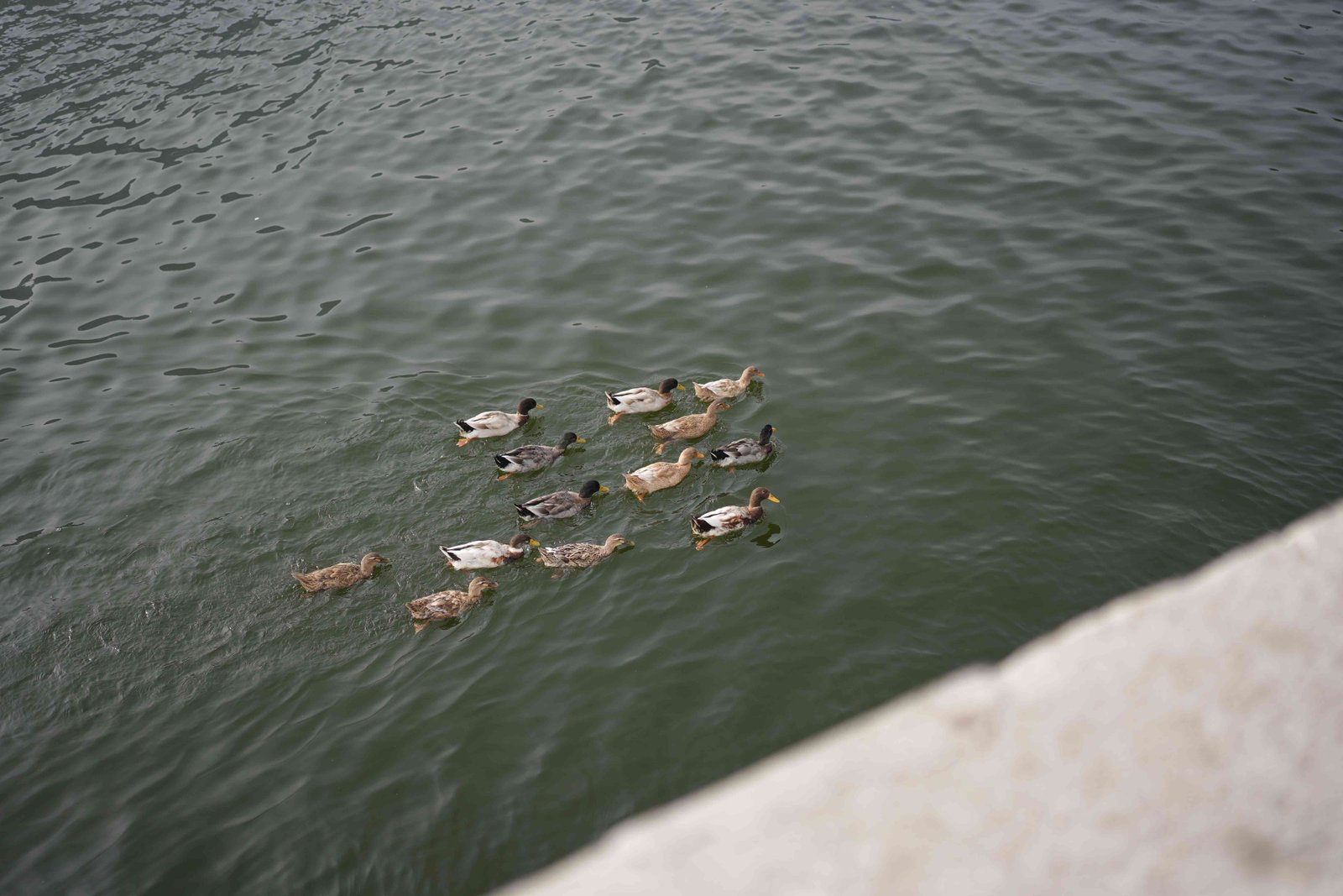 Ducks swimming across the waters of Bhimtal Lake